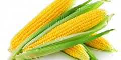 Kukorica termelők kompenzációs támogatása